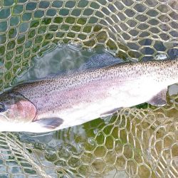 ひっさしぶりのフライフィッシング ～フィッシング母袋～